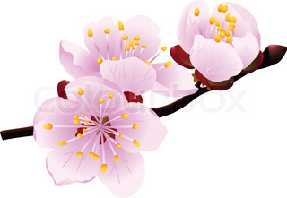 320x221 Deciduous Tree