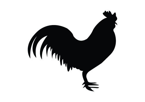 500x350 Chicken Silhouette Here Comes For A Free Download Have Eps, Png