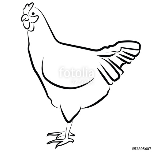 500x497 Hen Silhouette Isolated On White Stock Image And Royalty Free