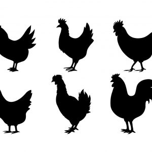 300x300 Chicken Vector Art S Chicken Silhouette Vectors Adult