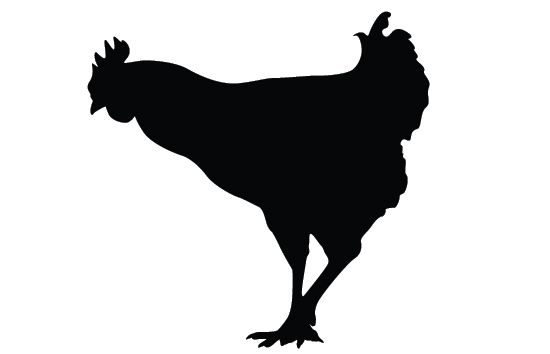 550x354 Chicken Silhouette Vector Silhouettes And Clip Art