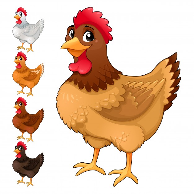 626x626 Hen Vectors, Photos And Psd Files Free Download