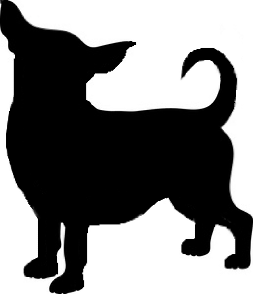 880x1024 The World's Best Photos Of Chihuahua And Fat