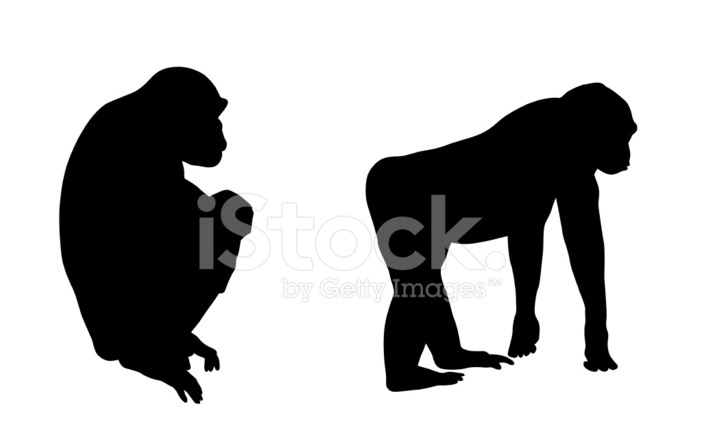 702x439 Schimpanser Stock Vector