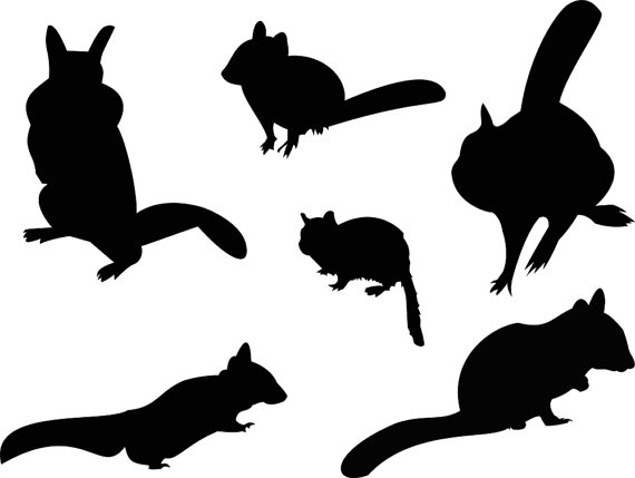 570x429 Chipmunk Clipart