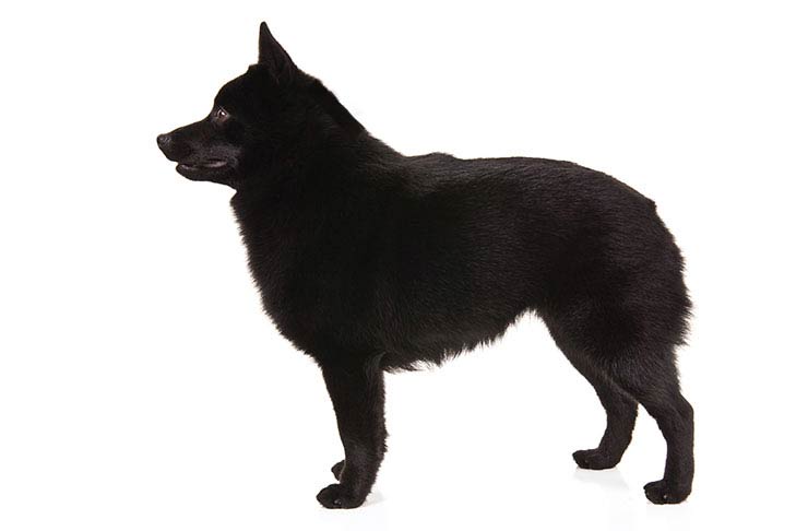729x486 Schipperke Dog Breed Information