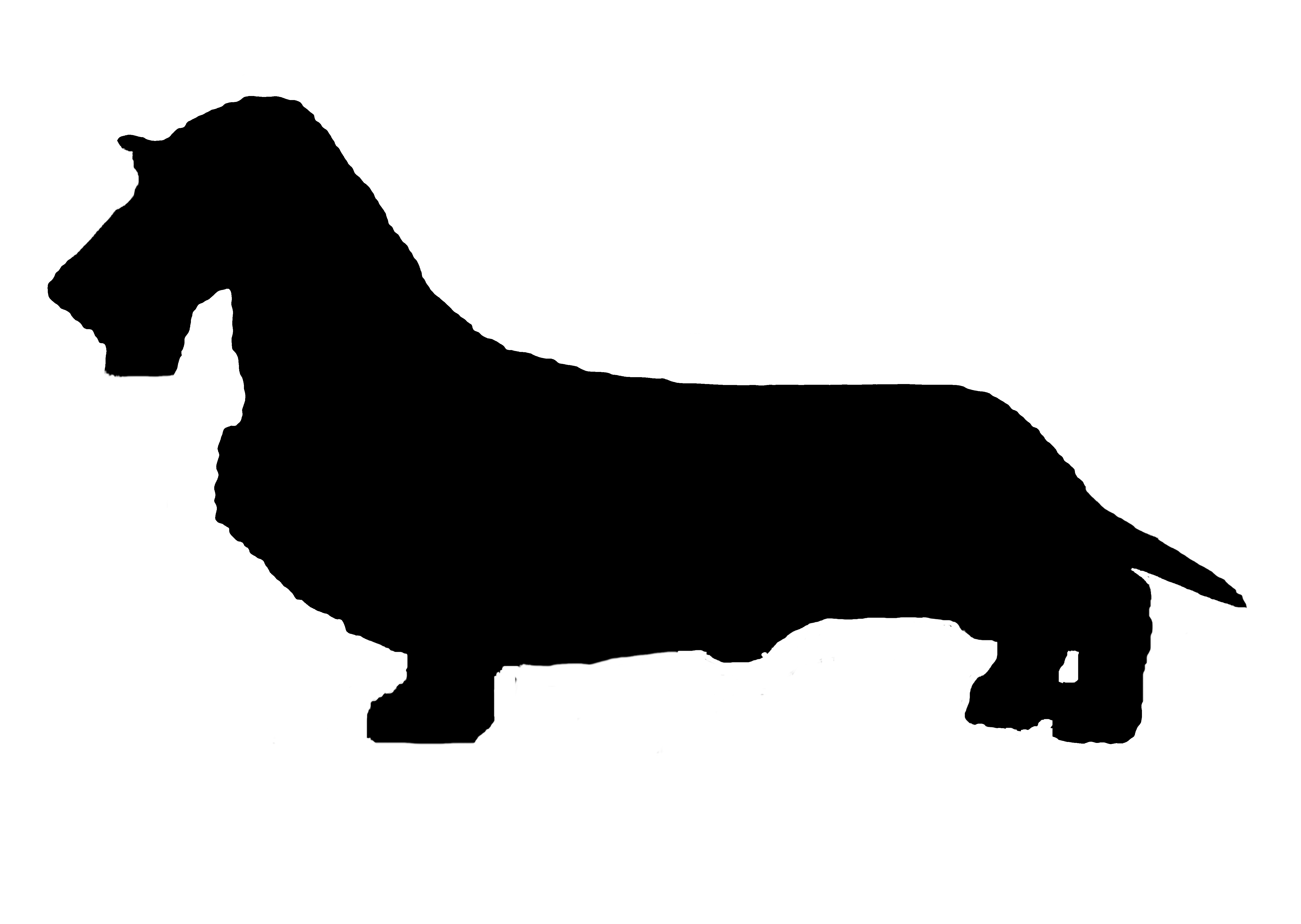 5472x3888 Wire Haired Wiener Dog.dachshund My Doggy Rocks. Schweenie