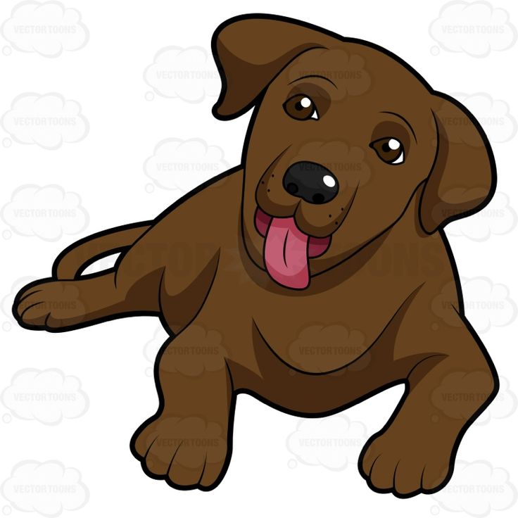 736x736 Lab Puppy Clipart