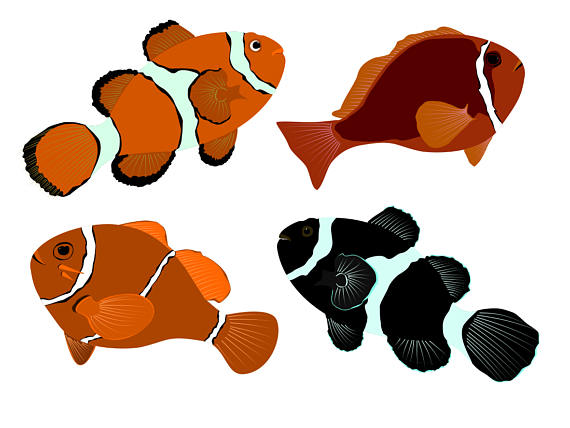 570x428 Marine Fish Clipart Clownfish