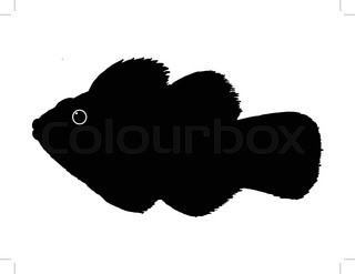 320x247 Clown Fish Cartoon Stock Vector Colourbox
