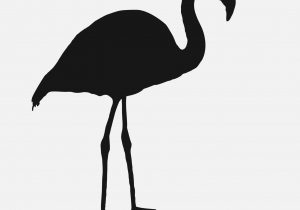 300x210 Large Cockatoo Cage Beautiful Australian Birds Who Make Great Pets