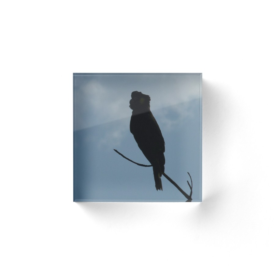 900x900 Yellow Tailed Black Cockatoo Silhouette Acrylic Blocks By Trish