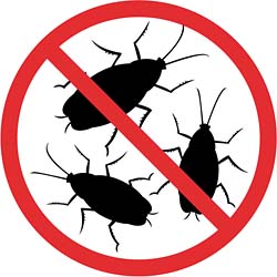 250x250 How To Get Rid Of Cockroaches Effectively Dengarden