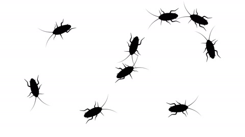 480x268 Swarm Of Cockroaches, Cg Animated Silhouettes On White, Seamless