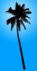 124x235 Palm Tree Silhouettes Stock Vectors