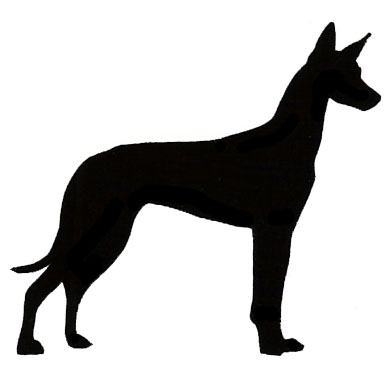 392x388 Norwich Terrier