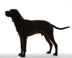 236x188 Dog Silhouette Coon Hound