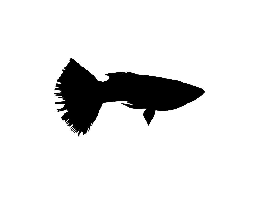 1024x768 Free Fish Silhouette, Hanslodge Clip Art Collection