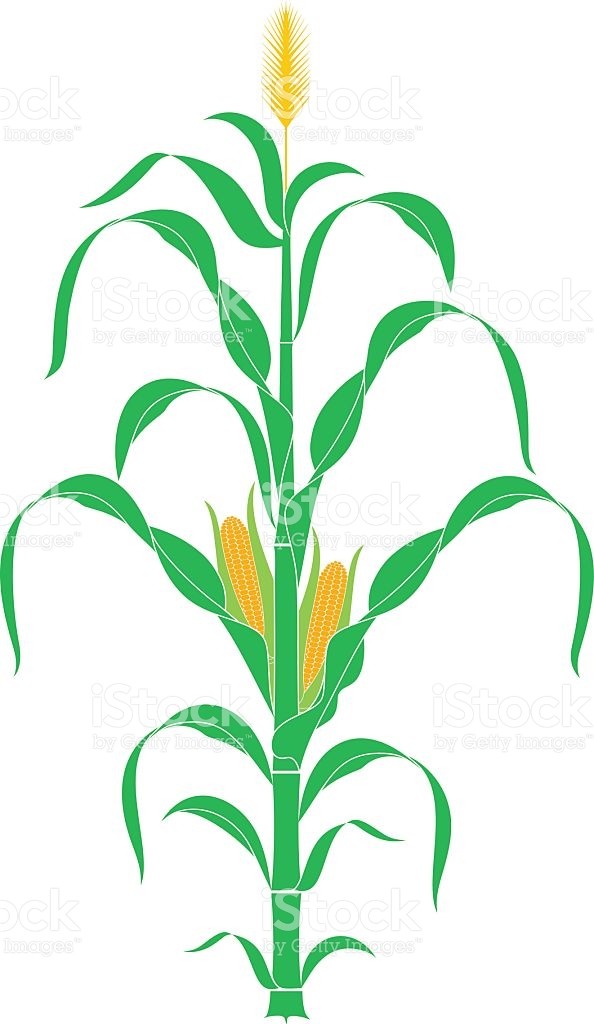 594x1024 Corn Stalk Silhouette Vector How To Format Cover Letter