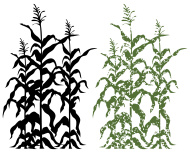 190x153 Halloween Corn Field Clipart
