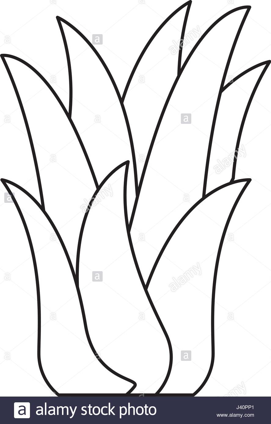 887x1390 Black Silhouette Of Corn Plant Stock Vector Art Amp Illustration