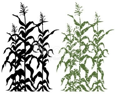 371x300 Corn Stalk Silhouette Vector