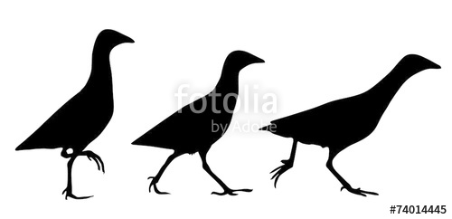 500x242 Corn Crake Silhouette Stock Image And Royalty Free Vector Files