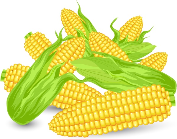 600x471 Corn Vector Free Vector In Encapsulated Postscript Eps ( Eps