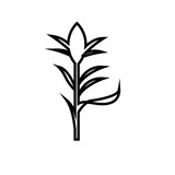 160x160 Corn Stalk Silhouette On White Background Stock Image And Royalty