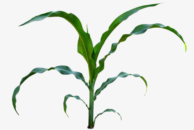 Corn Stalk Silhouette at GetDrawings | Free download