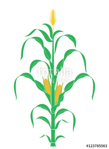 364x500 Corn Stalk. Plant. Vector Stock Image And Royalty Free Vector