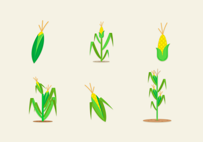 700x490 Corn Stalks Free Vector Pack