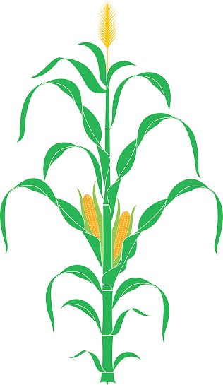 316x545 Corn Vector Premium Clipart