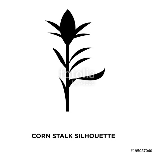 500x500 Corn Stalk Silhouette On White Background Stock Image And Royalty