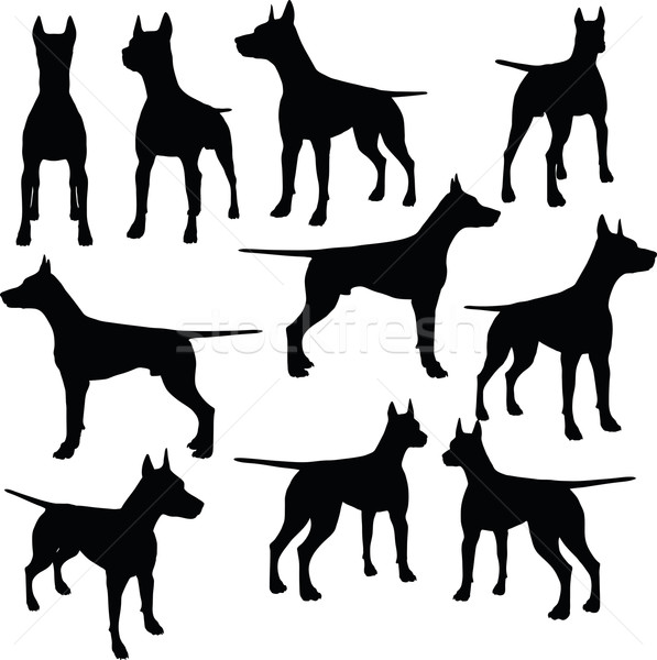 597x600 Dog Breeds Stock Photos, Stock Images And Vectors Stockfresh