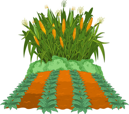 416x368 Corn Stalk Vectors Free Vector Download (120 Free Vector)