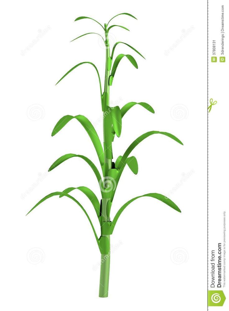 736x999 28 Best Walls Images On Corn Stalks, Boy Nurseries