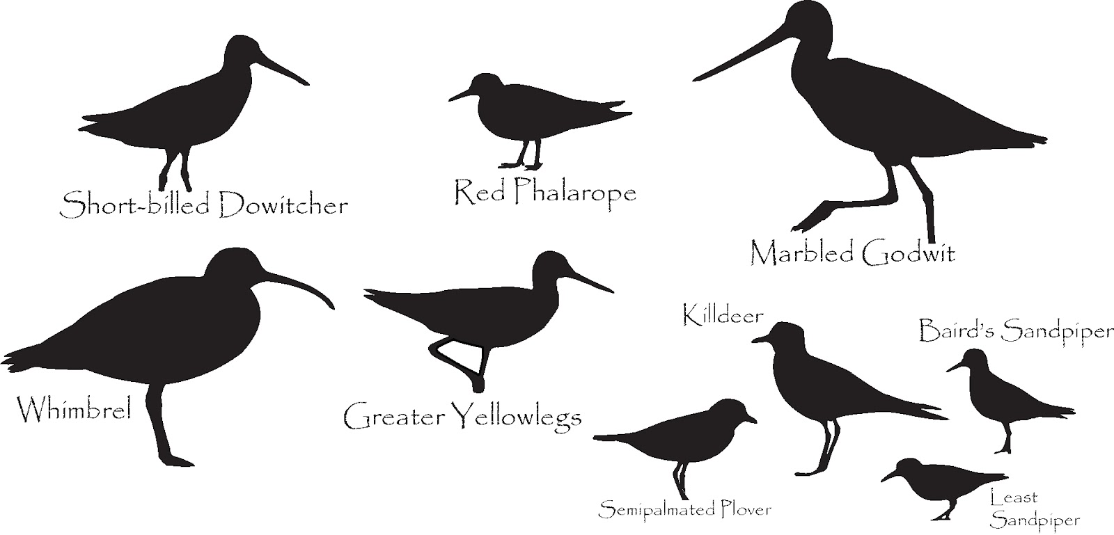 1600x769 List Of Synonyms And Antonyms Of The Word Sandpiper Silhouette