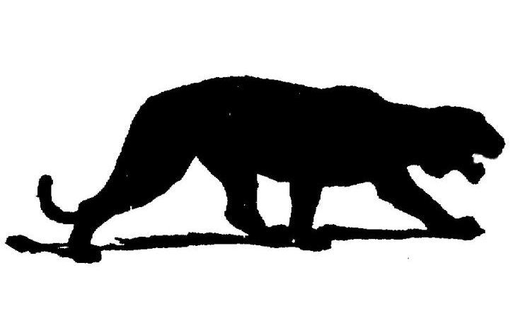 735x474 Eastern Cougars Ruled Extinct, But Western Cousins Could Claim