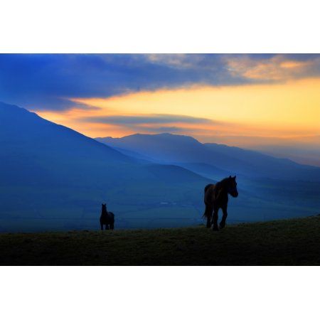 450x450 A Couple Of Horses On Croaghaun Hill With The Comeragh Mountains