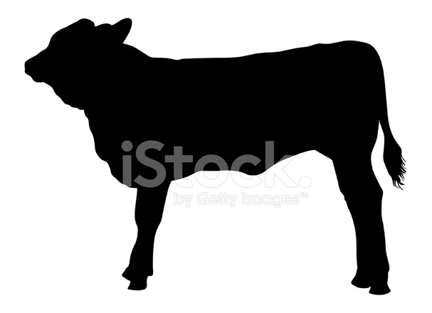 607x440 Calf (Vector) Stock Vector