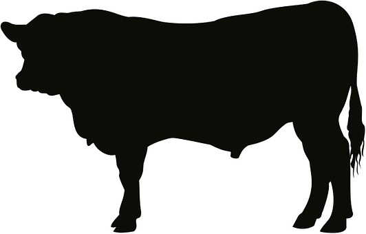 532x340 Free Photo Bull Cow Silhouette Cattle Angus Artwork Art