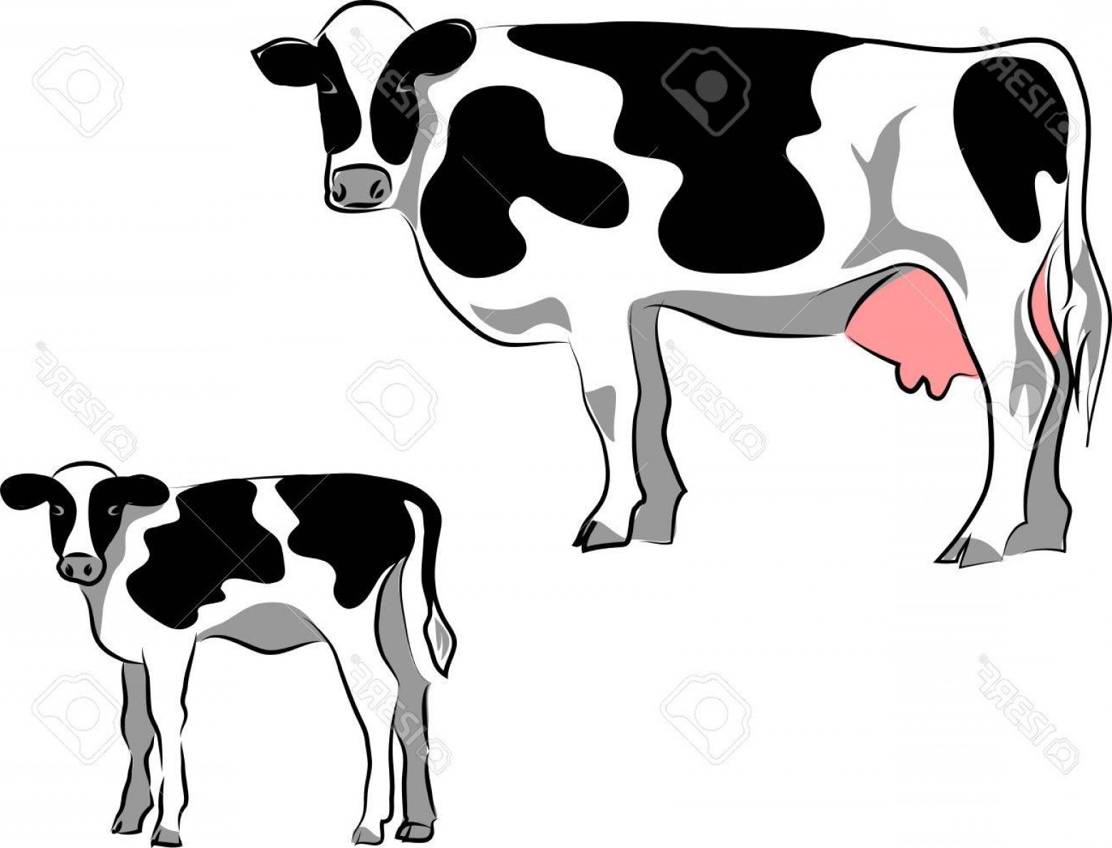 1560x1190 Calf And Cow Silhouette Vector Arenawp
