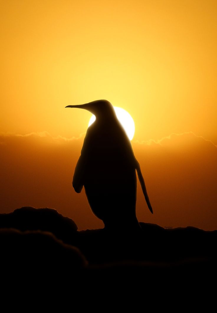 736x1062 389 Best Silhouettes Images On Silhouettes, Scenery