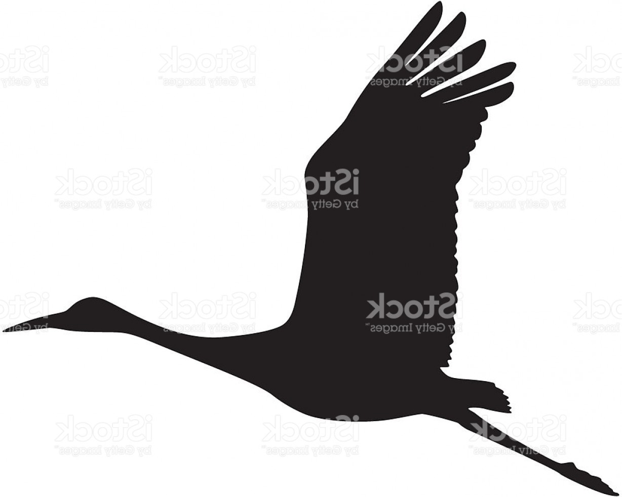 1228x982 Sandhill Crane In Flight Silhouette Gm Createmepink
