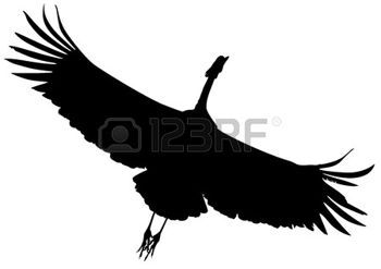 350x247 Crane Bird Silhouette Black Of Flying Crane Bird. Cranes