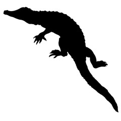 240x240 Crocodile Or Caiman. Black Vector Silhouette Of An Alligator