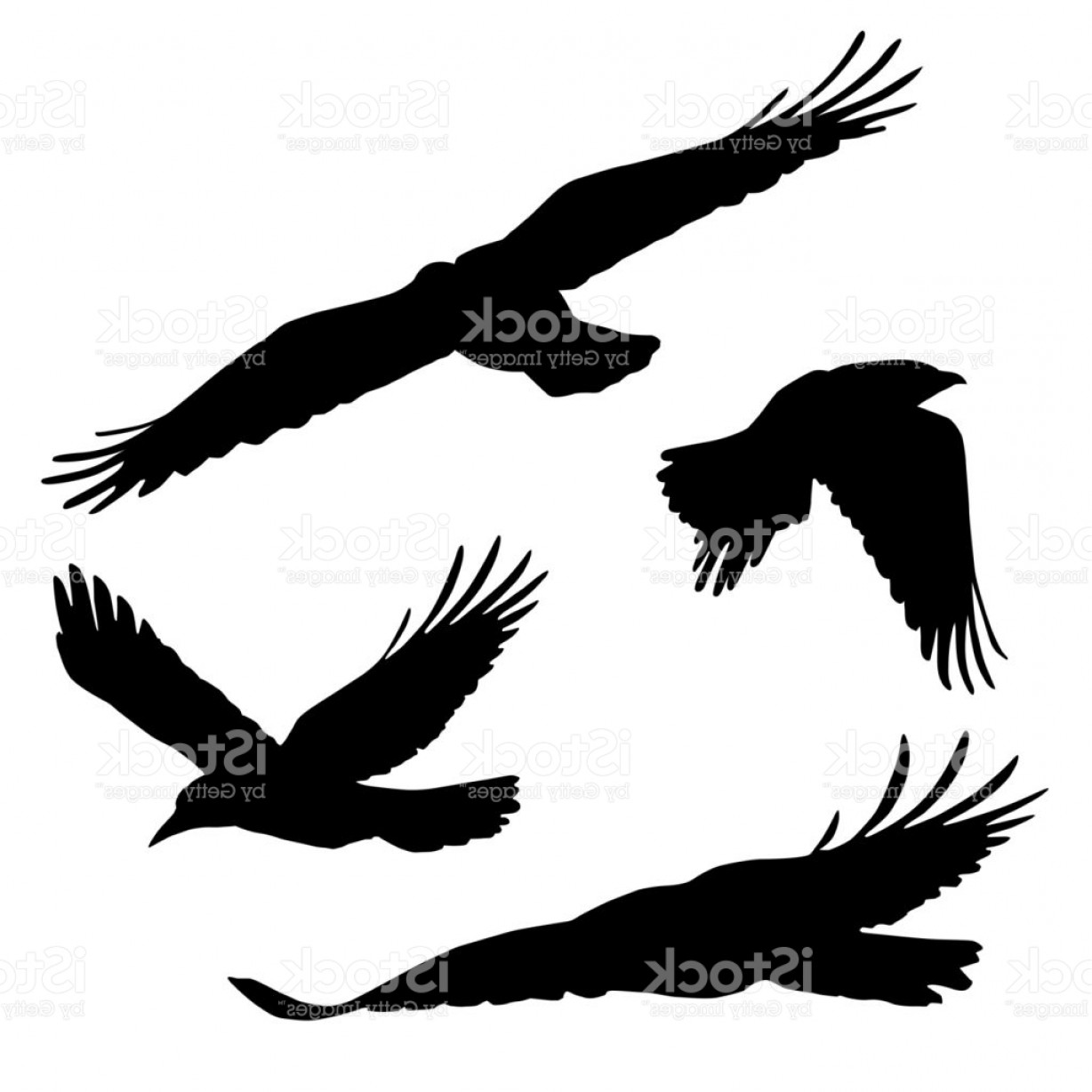 1228x1228 Flying Raven Vector Lazttweet