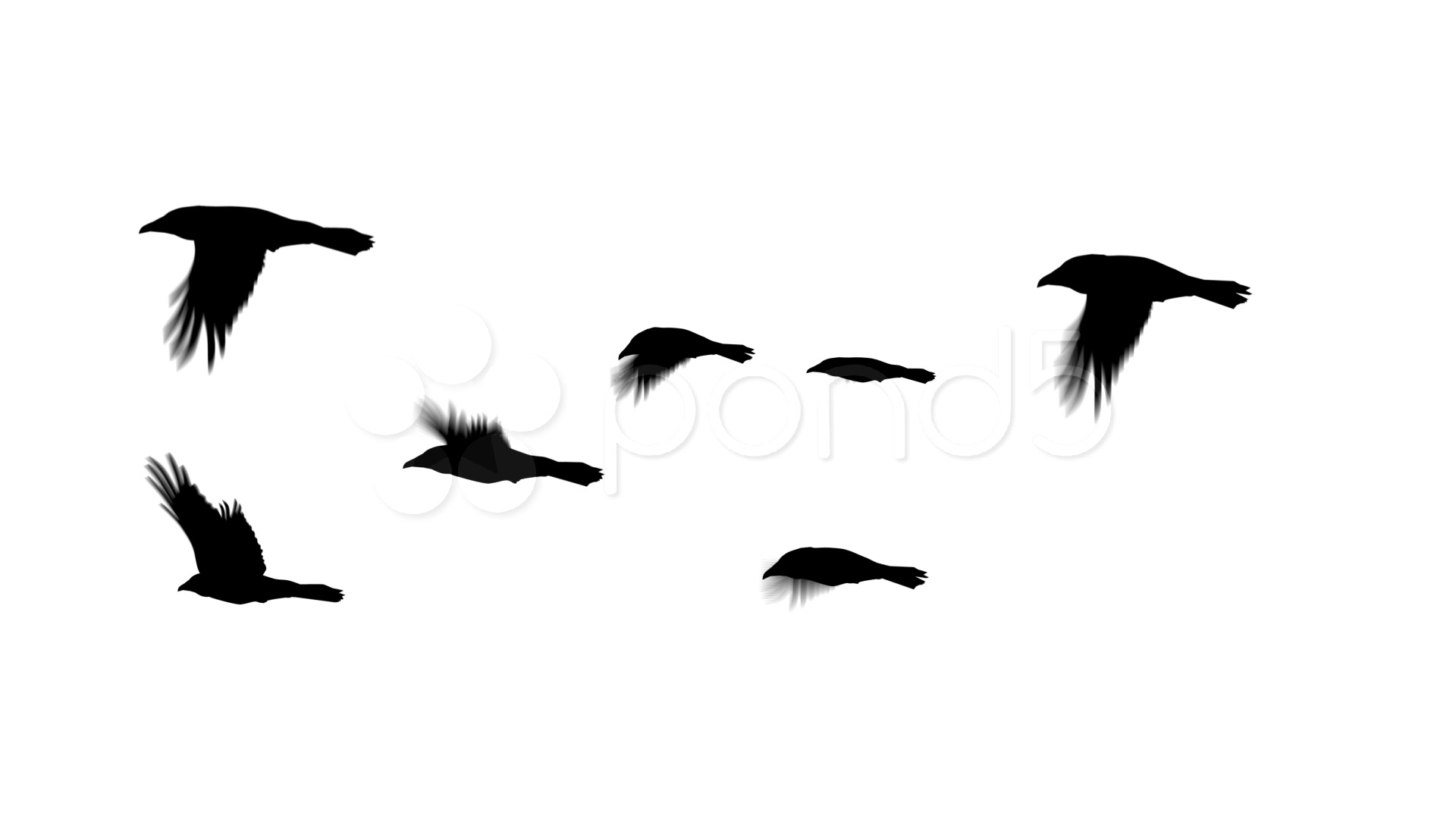 1920x1080 Crows Flying ~ High Resolution ~ Hi Res Video