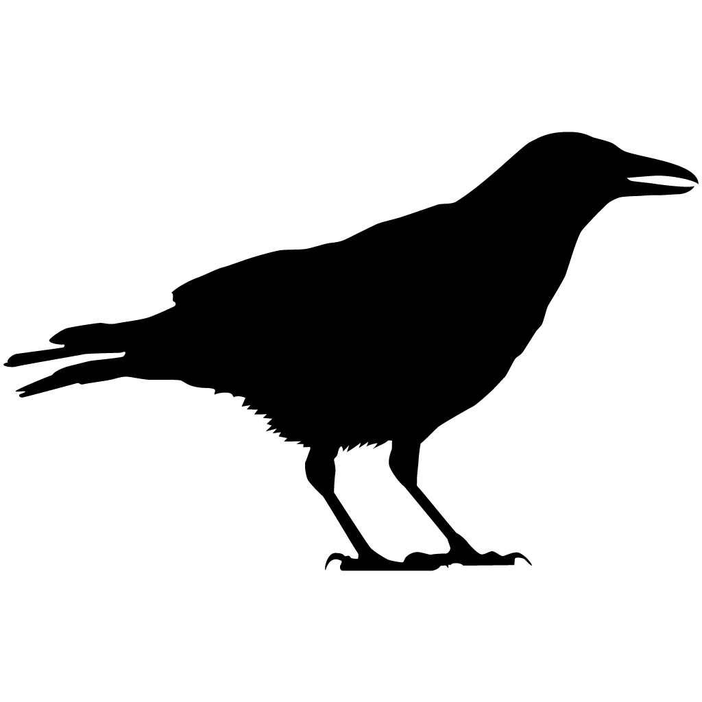 1024x1024 American Crow Overview, All About Birds, Cornell Lab Of Ornithology